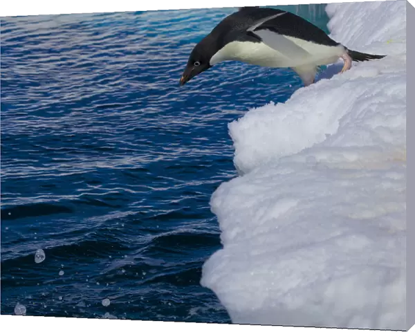 Adelie penguin (Pygoscelis adeliae) jumping from ice edge into the sea, Antarctica