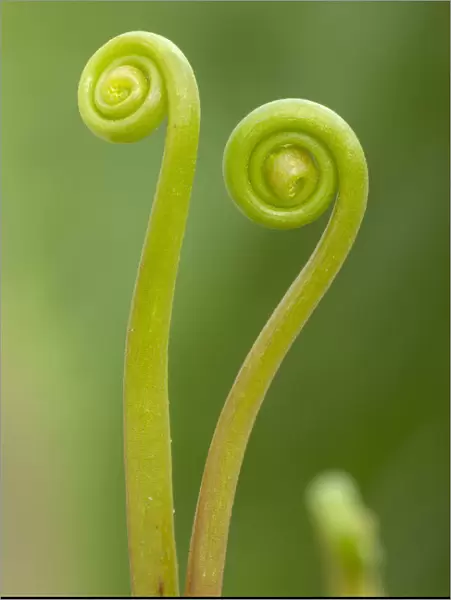 Fork-leaved sundew (Drosera bipinata) leaves unfurling. Cultivated species, occurs in Australia