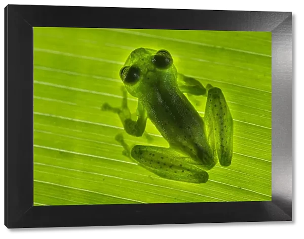 Emerald Glass Frog (Centrolenella proseblepan) on leaf. Mid-altitude rainforest, Bosque de Paz