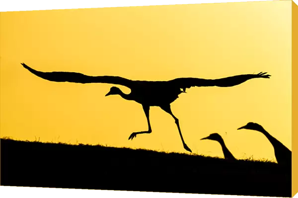 Common  /  Eurasian cranes (Grus grus) taking flight for roasting site, at sunset, silhouetted
