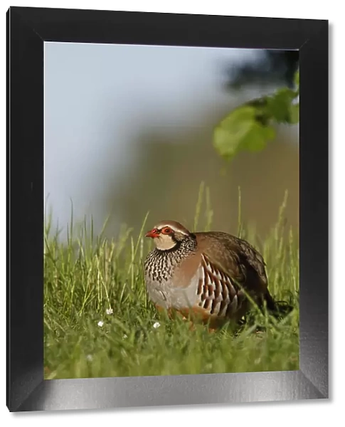 Red Legged Partridge {Alectoris rufa} Norfolk, UK