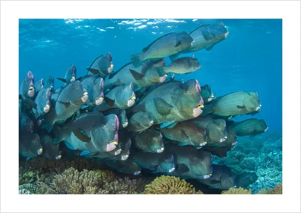 Bumphead parrotfish (Bolbometopon muricatum) gather at dawn on a shallow coral reef