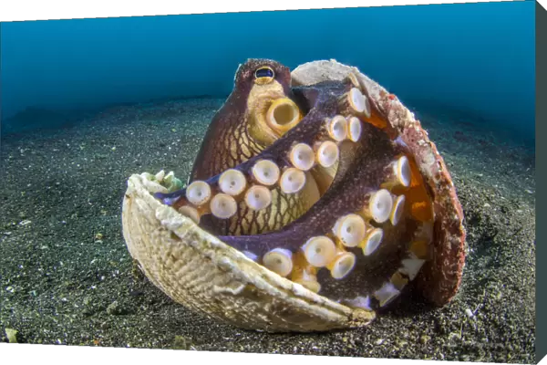 RF - Veined octopus (Amphioctopus marginatus) sheltering in an old clam shell on the