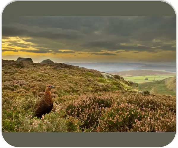 Red grouse (Lagopus lagopus scoticus) on heather moorland, Peak District NP, UK