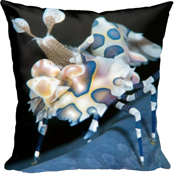 Harlequin shrimp (Hymenocera elegans) on blue sea star. This species of shrimps feeds