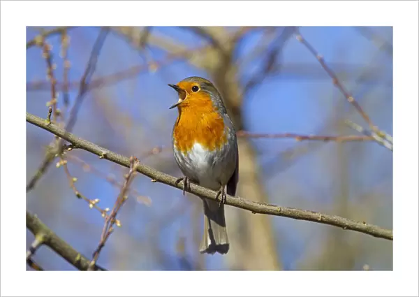 Robin (Erithacus rubecula) singing, Norfolk, England, UK, February