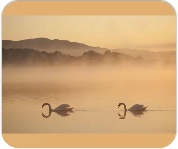Two Mute swans (Cygnus olor) on River Spey at dawn, Cairngorms National Park, Scotland