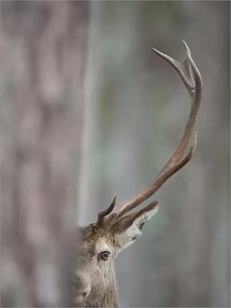 Red Deer (Cervus elaphus) stag seen from behind a tree. Cairngorms National Park