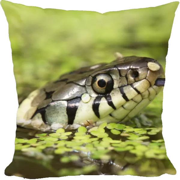Grass snake (Natrix natrix) swimming amongst duck weed, Oxfordshire, UK