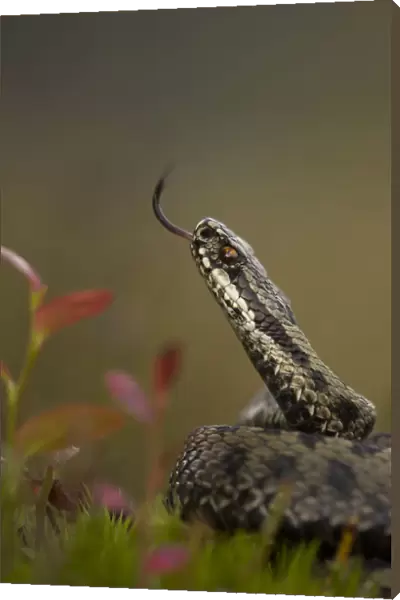 Male Adder (Vipera berus) tasting the air. Cannock Chase, Staffordshire, UK, October