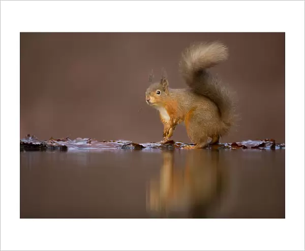 Red squirrel (Sciurus vulgaris) at woodland pool, Dumfries, Scotland, UK, January