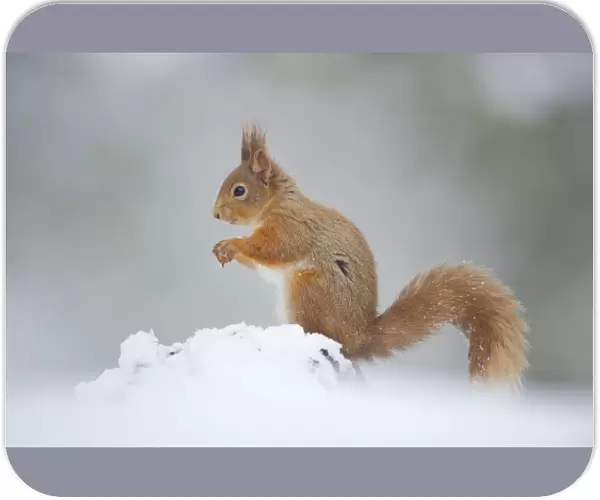 Red Squirrel (Sciurus vulgaris) adult in profile on snow. Cairngorms National Park