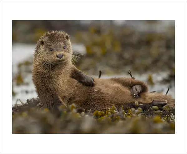 Otter (Lutra lutra) female grooming in seaweed, Mull, Scotland, England, UK, September