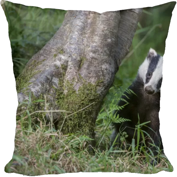 European badger (Meles meles) foraging in deciduous woodland. June, Mid Devon, UK