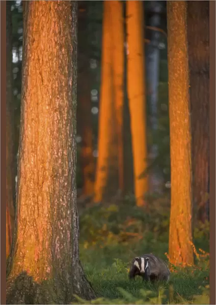 Badger (Meles meles) adult in pine forest at sunset, Derbyshire, UK, June