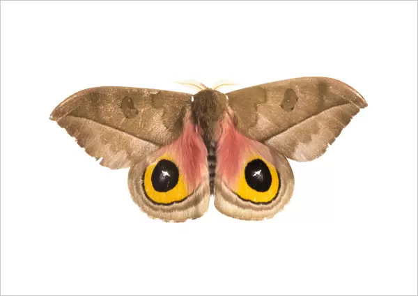 Silk moth (Automeris zugana) sequence 2 of 2, with wings open to reveal eyespots