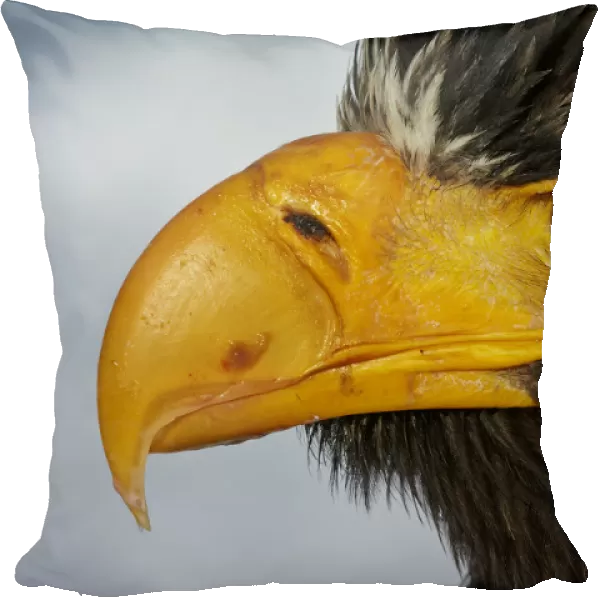 Stellers Eagle (Haliaeteus pelagicus) close up of head and beak, Hokkaido, Japan