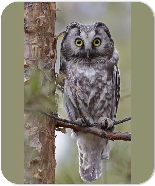 Tengmalms  /  Boreal owl (Aegolius funereus) perched on branch, Kuusamo, Finland, May
