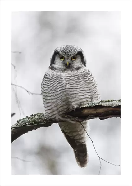Northern hawk-owl (Surnia ulula) Jyvaskya, Keski-Suomi, Lansi- ja Sisa-Suomi  /  Central