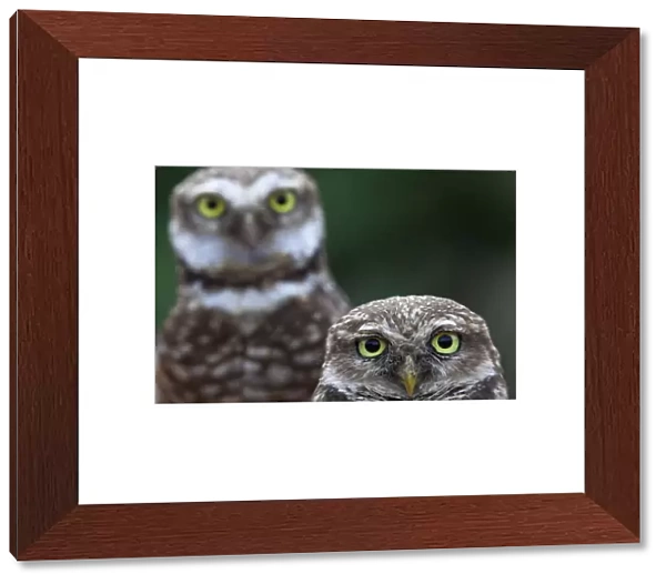 Clarion Burrowing Owl (Athene cunicularia rostrata), Clarion Island, Revillagigedo