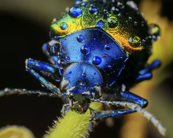 Metallic leaf beetle (Chrysomelidae) with rain droplets, frontal view, in Aiuruoca