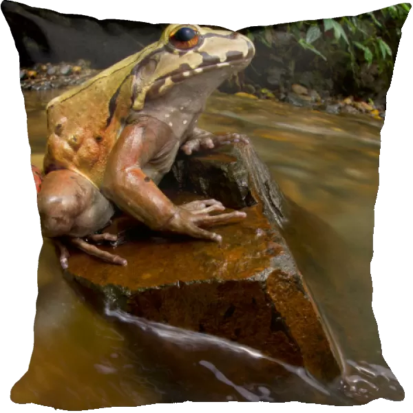 Coastal Ecuador smoky jungle frog  /  Choco jungle-frog (Leptodactylus peritoaktites)