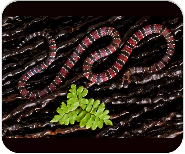 Ornate coral snake (Micrurus ornatissimus) viewed from above, Yasuni National Park