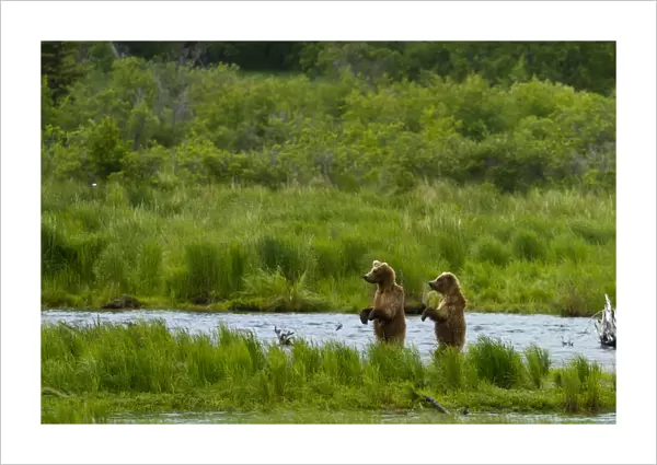 Grizzly bears (Ursus arctos horribilis) looking for salmon, Brooks river, Katmai national park