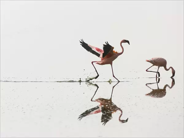 Two Lesser flamingos (Phoeniconaias minor) one feeding the other running, Lake Nakuru NP