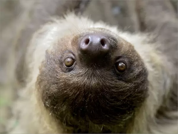 Unau  /  two-toed sloth (Choloepus didactylus) portrait, French Guiana