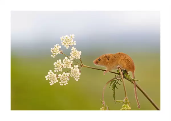 Harvest mouse (Micromys minutus) on stalk, West Country Wildlife Photography Centre