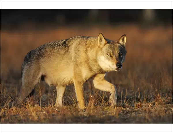 Wild Grey wolf (Canis lupus) walking, Kuhmo, Finland, September