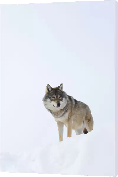 European grey wolf (Canis lupus) in snow, captive, Norway, February