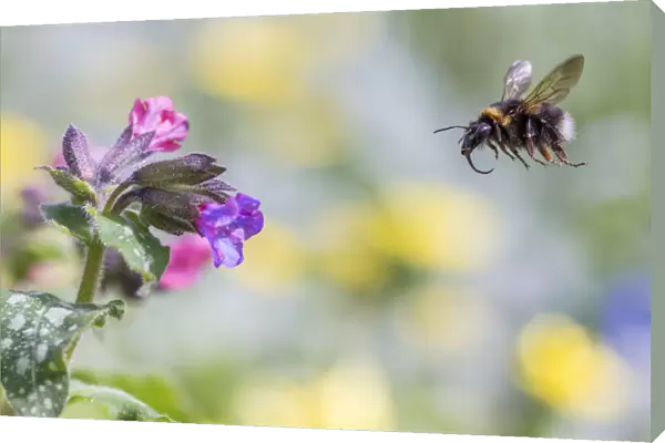 Garden bumblebee (Bombus hortorum) flying towards Lungwort (Pulmonaria officinalis) flower