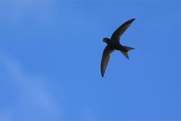 Swift (Apus apus) in flight, Monmouthshire, Wales, UK, July