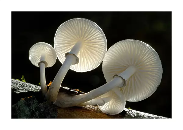 RF- Looking up under the gills of toadstools of Porcelain fungus (Oudemansiella mucida)