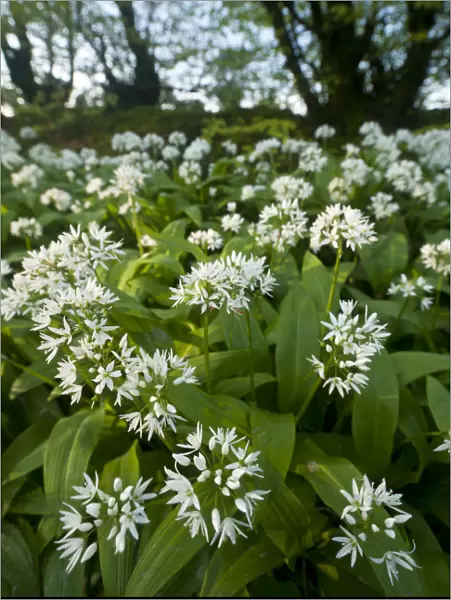 Wild garlic  /  Ramsons (Allium ursinum) flowering in, woodland, Cornwall, England, UK, May