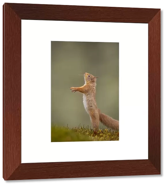 Red Squirrel (Sciurus vulgaris) adult standing on its hind legs. Cairngorms National Park