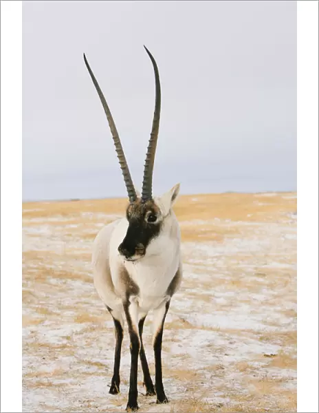 Tibetan antelope (Pantholops hodgsonii) male, Kekexili, Qinghai, Tibetan Plateau