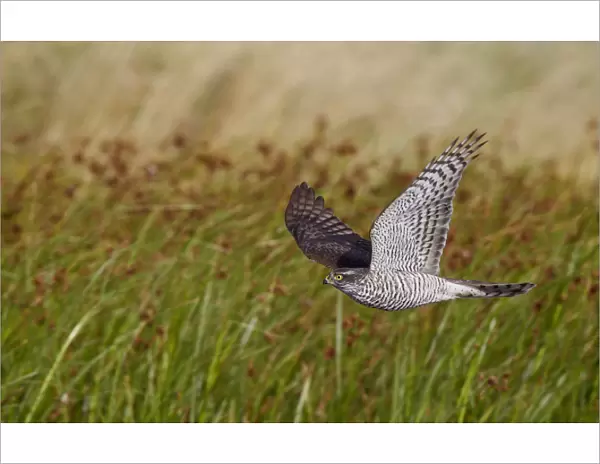 Sparrowhawk (Accipiter nisus) flying low over vegetation, Falsterbo Sweden August