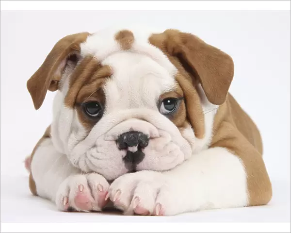 Bulldog puppy with chin on paws, against white background