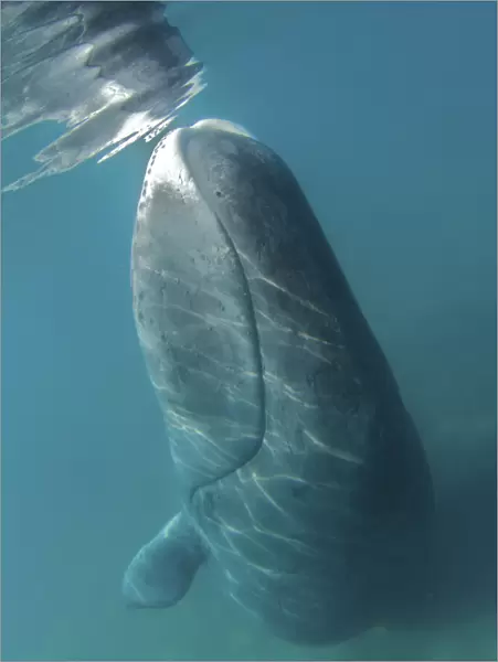Bowhead Whale (Balaena mysticetus) rubbing off flaking skin on the ocean bottom
