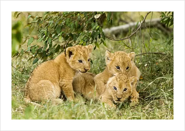 Lion (Panthera leo) cubs playing, Masai Mara Game Reserve, Kenya