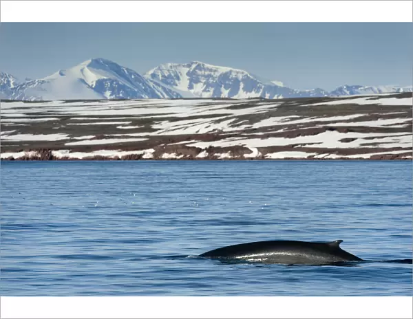 Fin whale (Balaenoptera physalus) surfacing with mountain landscape, Liefdefjorden