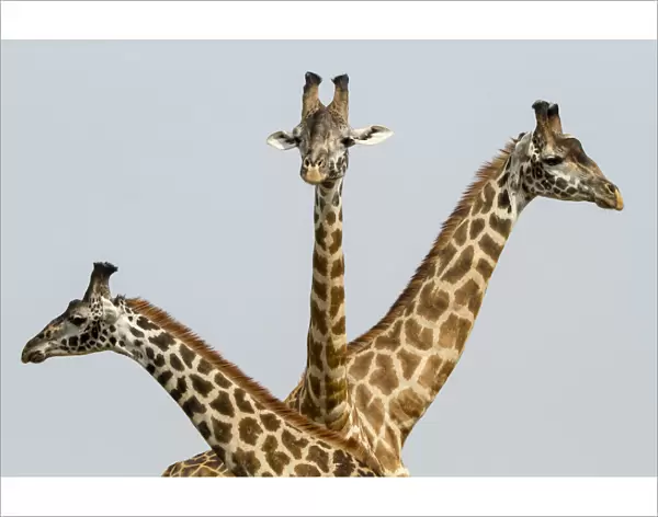 Masai Giraffes (Giraffa camelopardalis tippelskirchi) group of three, Masai Mara Game Reserve