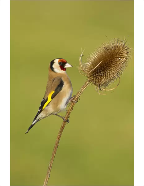 Goldfinch (Carduelis carduelis) adult feeding on teasel seeds, UK, February