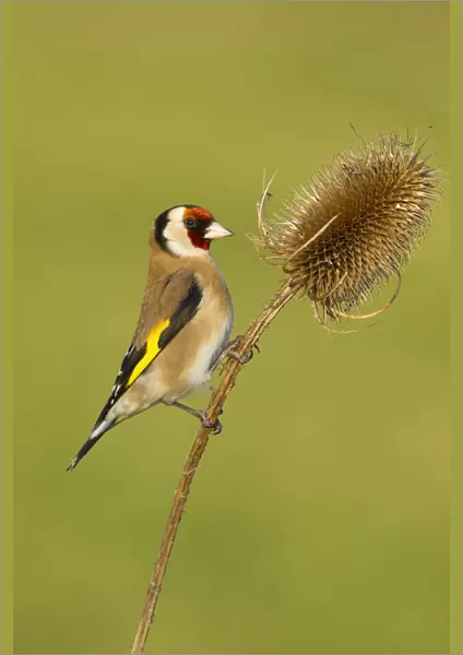 Goldfinch (Carduelis carduelis) adult feeding on teasel seeds, UK, February