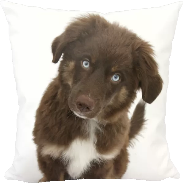 Chocolate blue eyed Mini American Shepherd puppy
