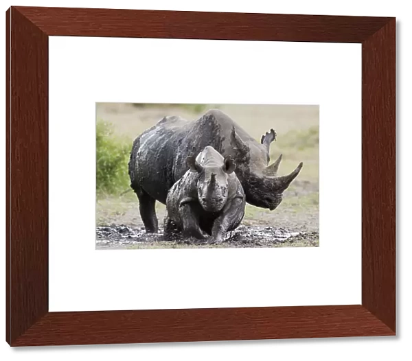 Black rhinoceros (Diceros bicornis) female and young in the mud, Masai-Mara Game Reserve, Kenya