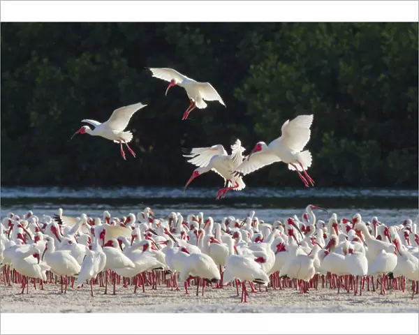 White ibis (Eudocimus albus) flock in breeding plumage, backlit against dark background